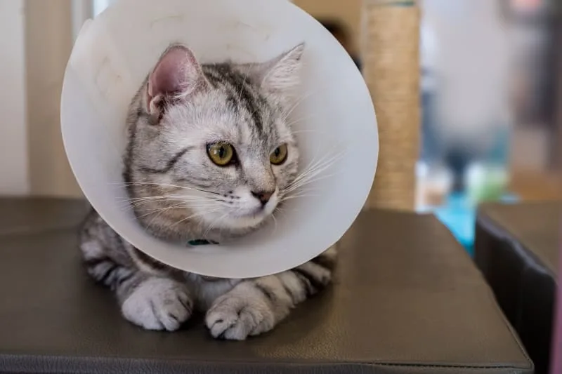 Helping Your Cat Recover From Surgery
