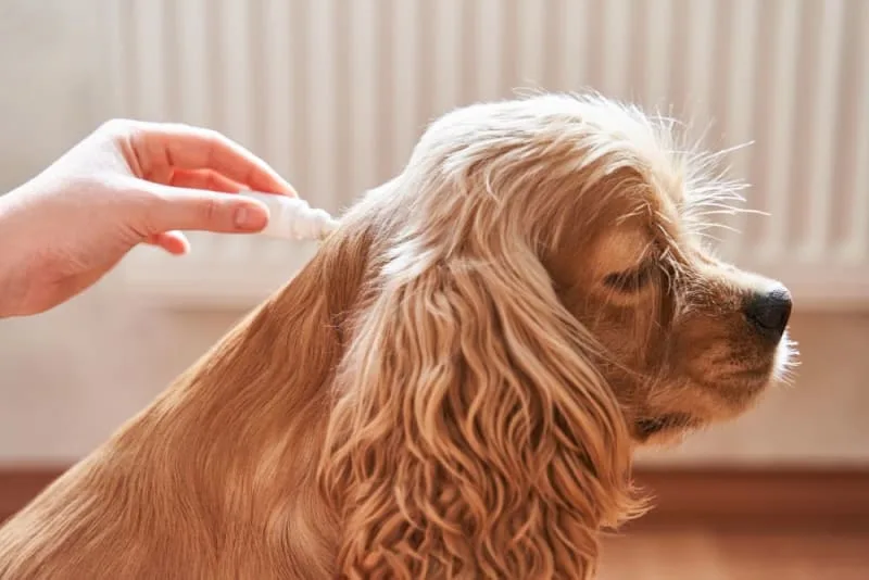 Importance of Parasite Control in Dogs