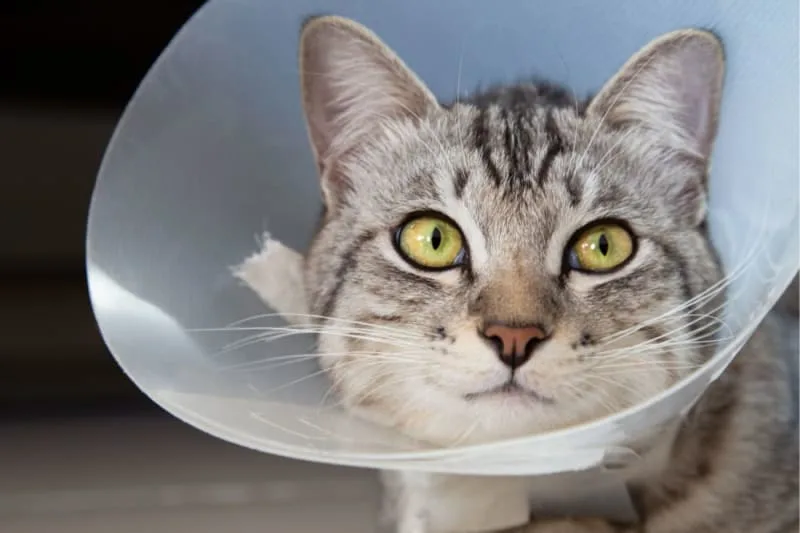 How old do kittens have to be to get fixed?