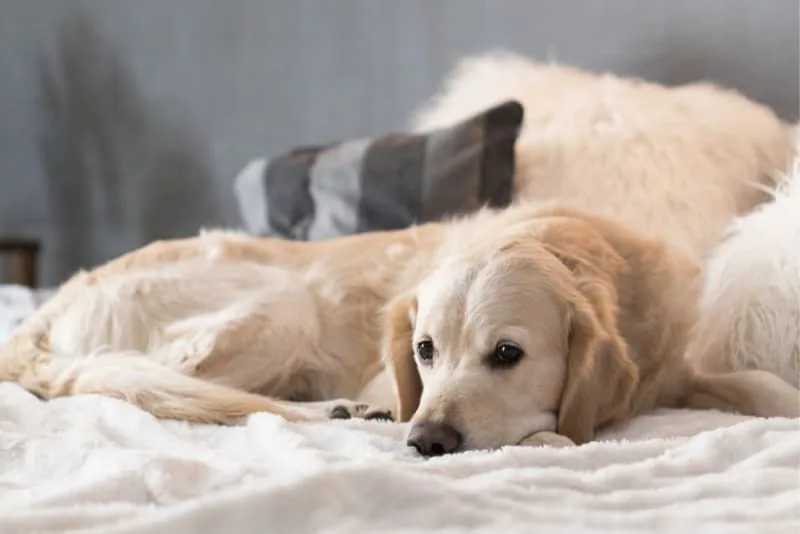Joint Pain in Dogs - Signs, Causes & Treatment