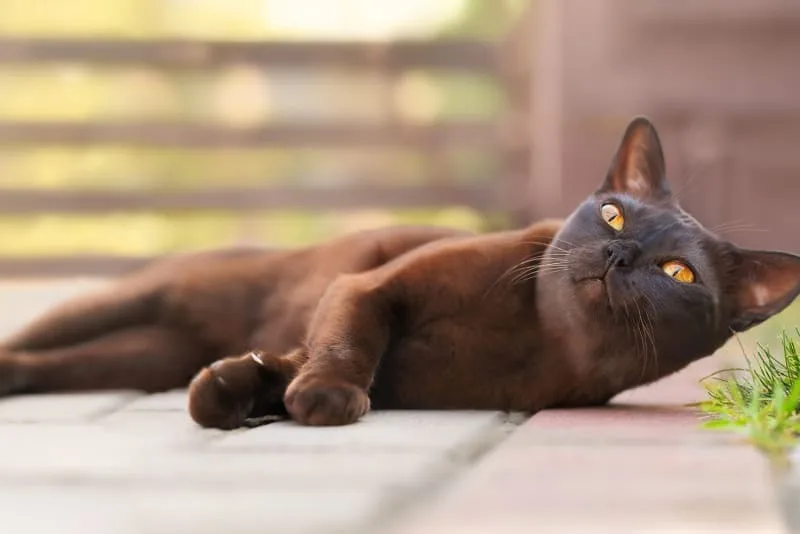 How Often You Should Take Your Cat to The Vet