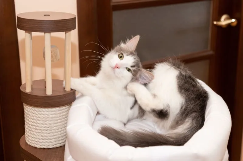 Causes and Prevention of Ear Mites in Cats