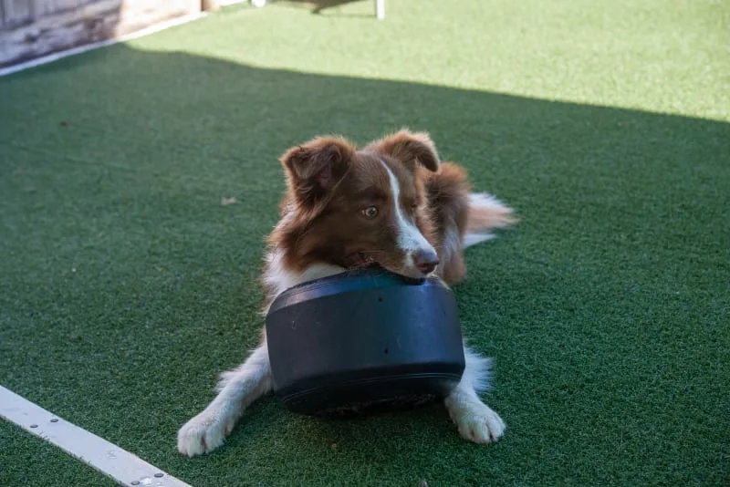 What To Look For When Boarding Your Dog