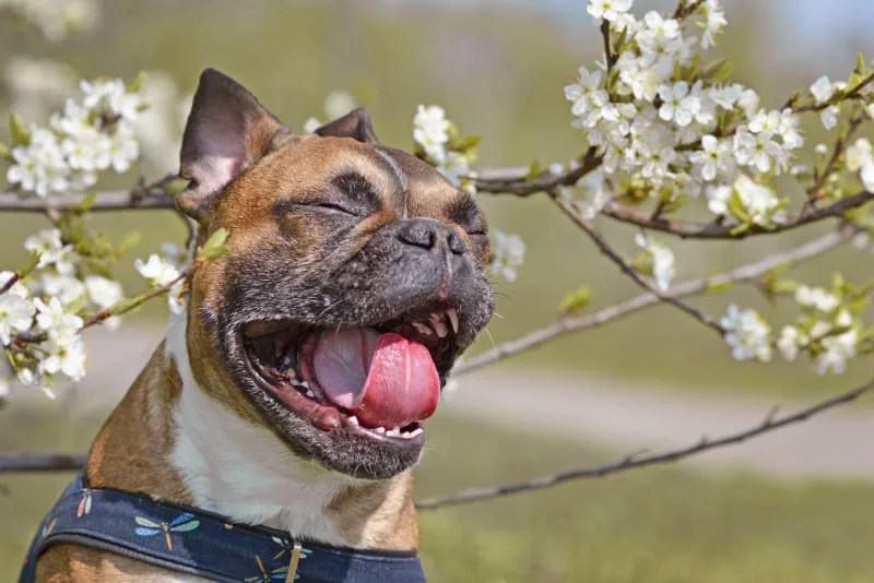 What is A Reverse Sneeze in Dogs?
