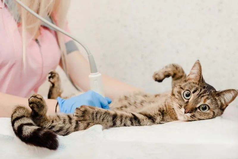 Types of Diagnostic Testing for Dogs & Cats