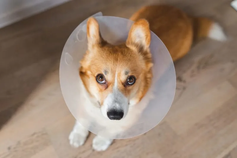 Dog Recovering From Surgery