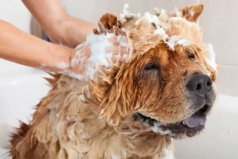 Grooming an Aggressive Dog: How to Do It