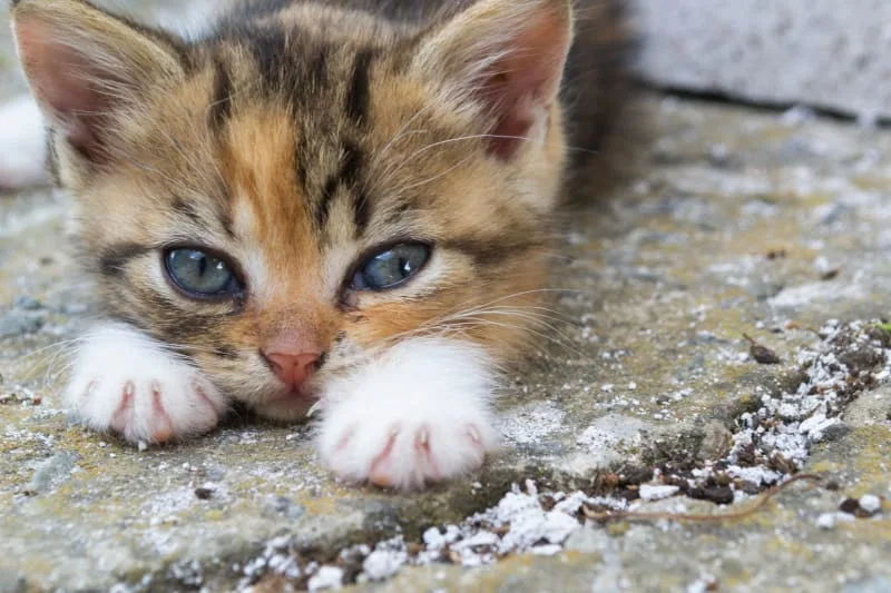 What Is Giardia In Cats