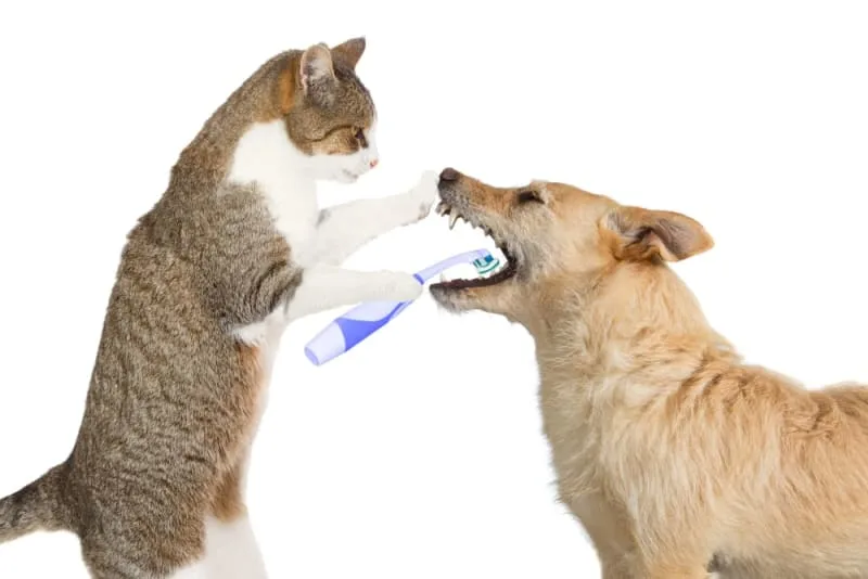 The Role of Professional Dental Cleanings for Pets