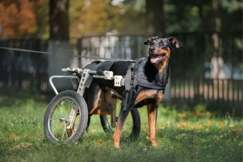 What is degenerative myelopathy (DM) in dogs?