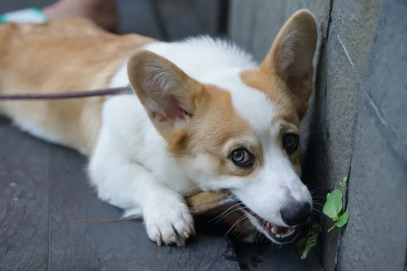 Dog Bone Safety: Can Dogs Eat Bones?