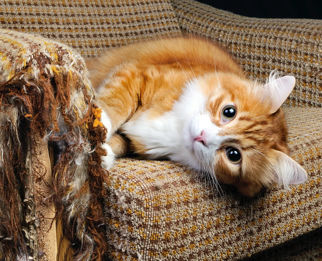 yellow cat destroying tweed couch