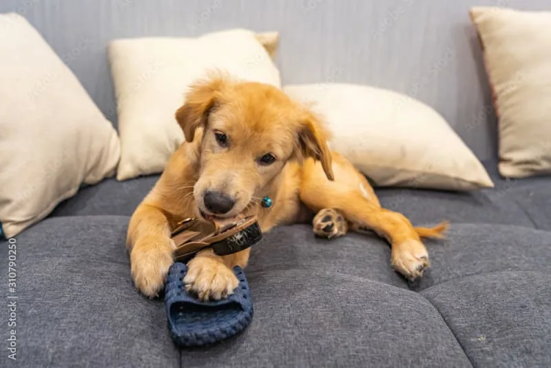 Tips on How to Deal with Dog Chewing Problems
