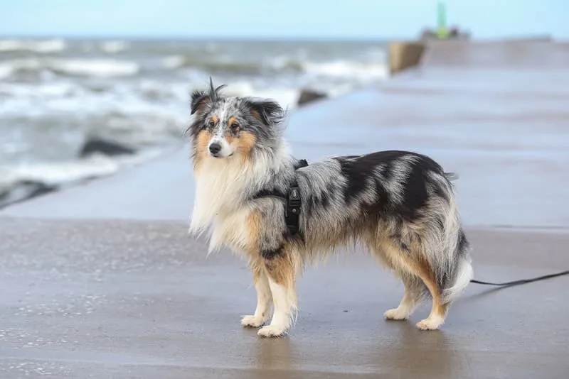Your Guide to CDA in Dogs