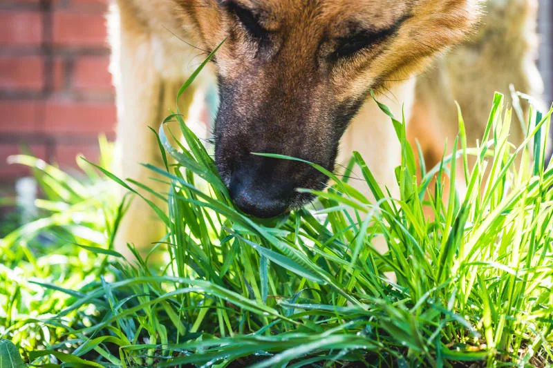 Dogs Eating Grass: Why Do They Do It And Is It Safe?