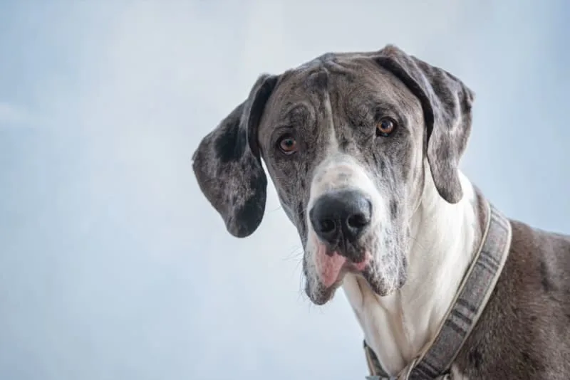 Dog Parvovirus