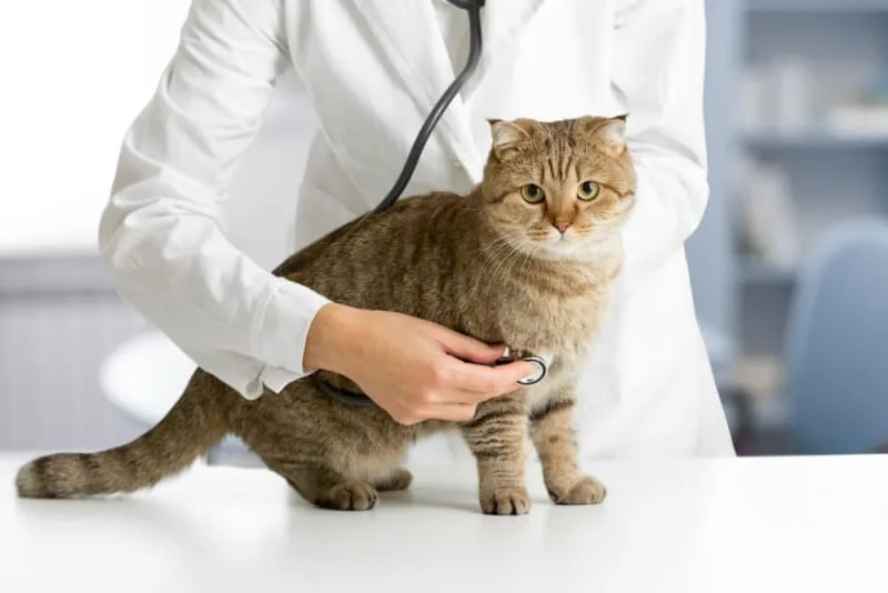 FVRCP Cat Vaccine