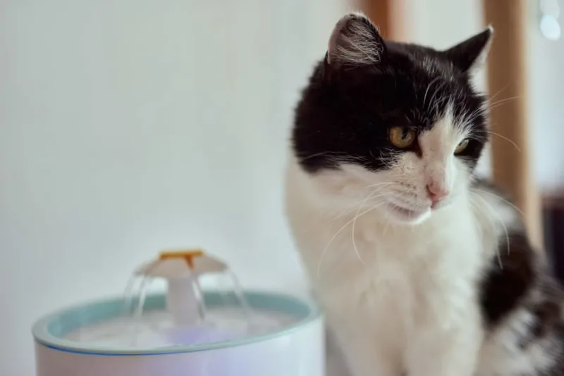 My cat won't drink water! What should I do?