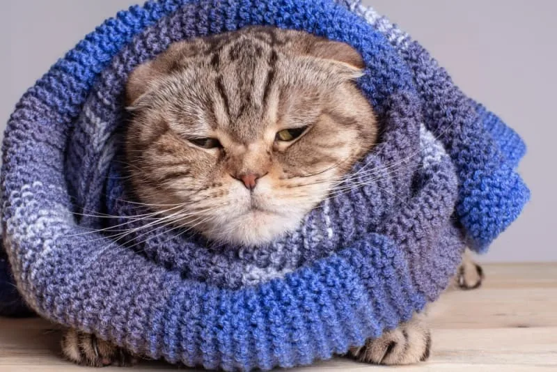 Cats & Colds: Can They Get Them & What to Do?