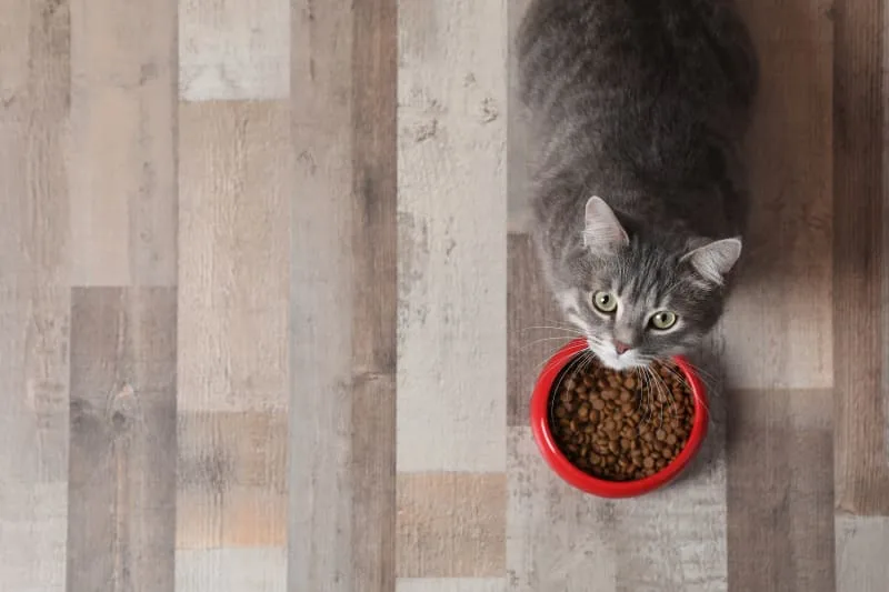 Why Won't my Cat Eat?