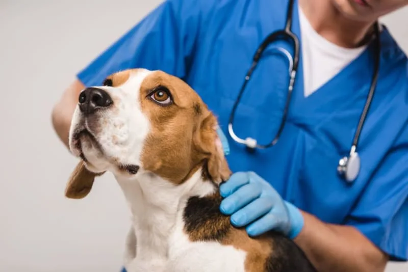 Understanding Distemper in Dogs: Causes, Symptoms & Prevention
