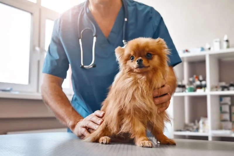 What to Expect When You Attend a Wellness Exam for Your Pet
