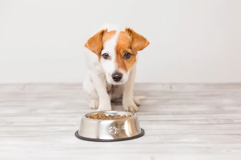 Why Won't Your Dog Eat
