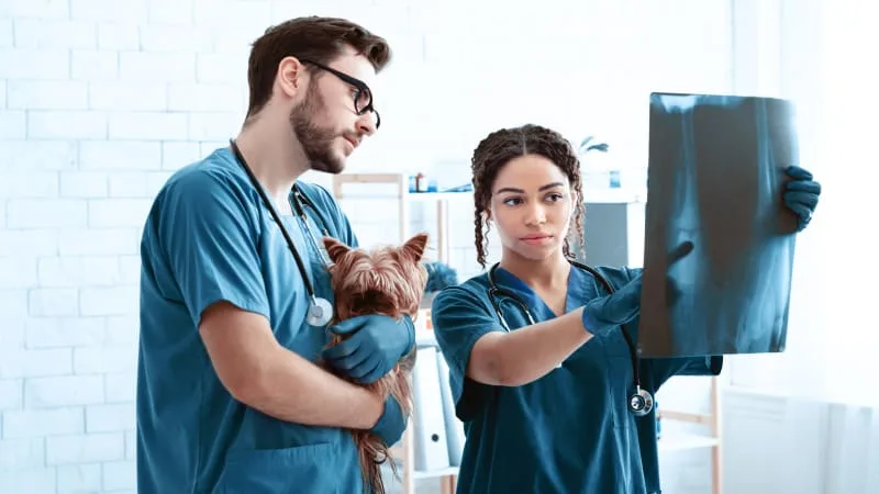What You Should Know About X-Rays For Dogs