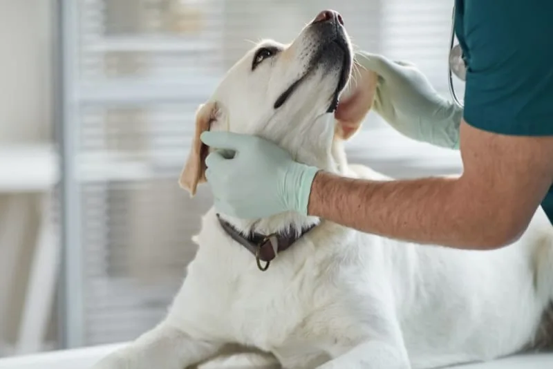 Hookworms in Dogs