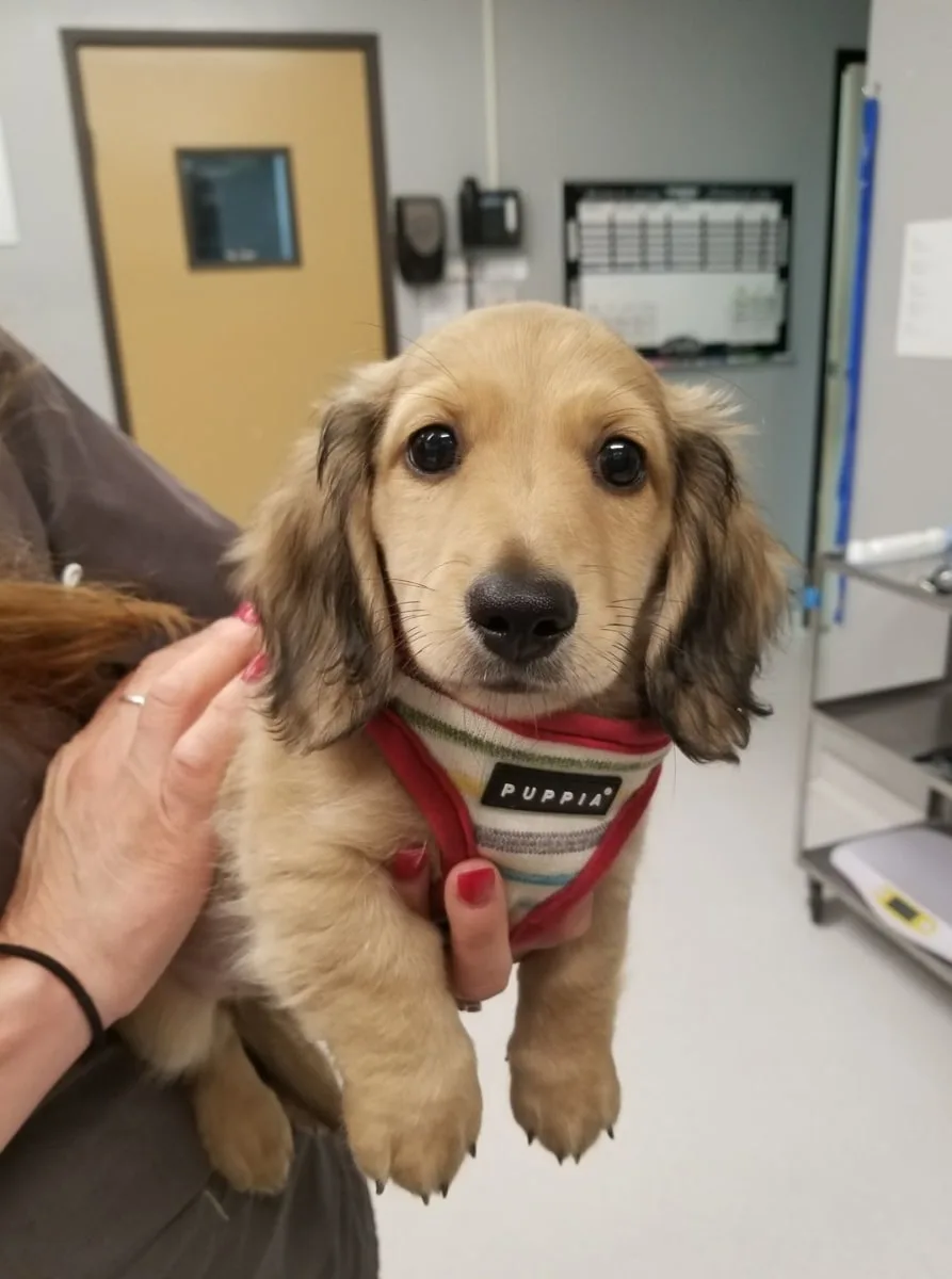 Dog Parasite Prevention at Goleta Airport Pet Hospital