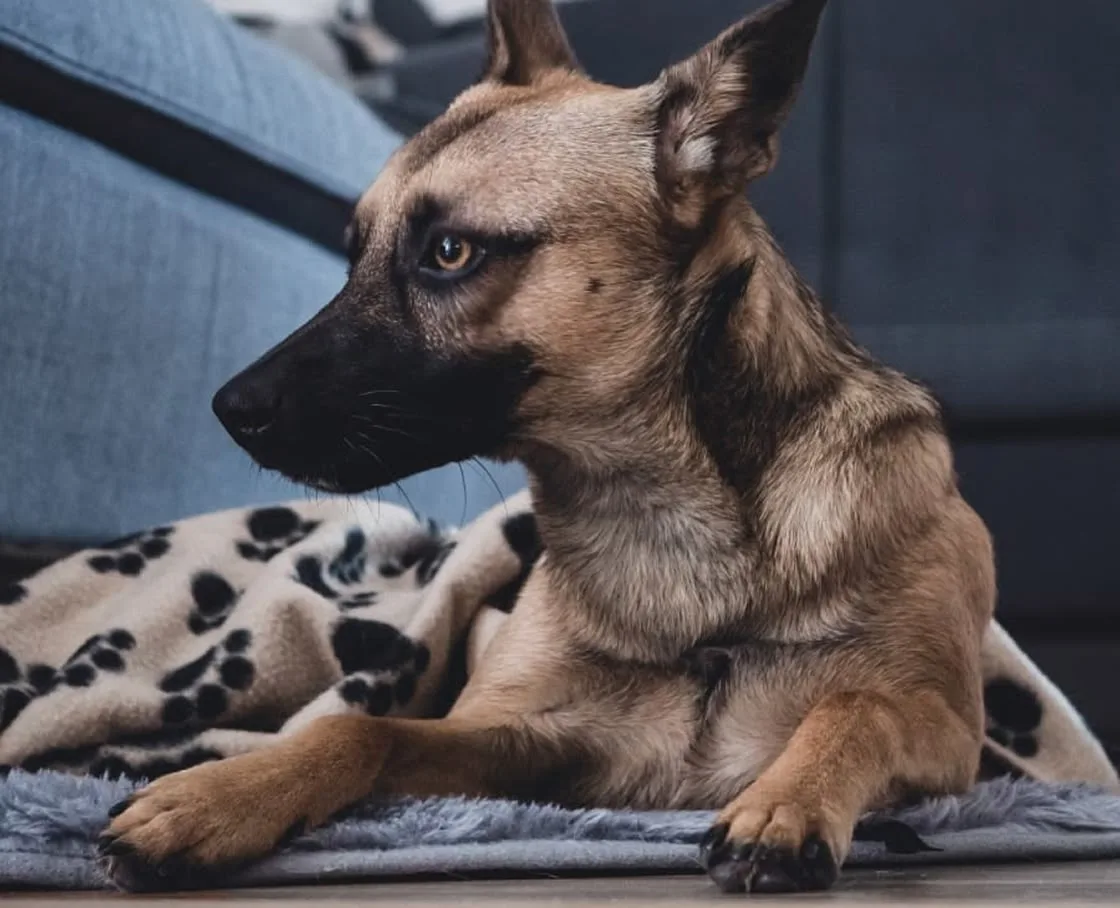 A tan-and-black shepherd-type dog resting on a grey mat, looking off to the left.