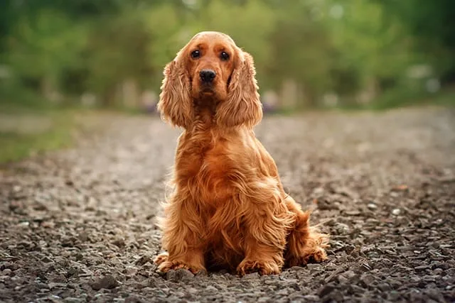 What causes anemia in dogs, and how is it treated?