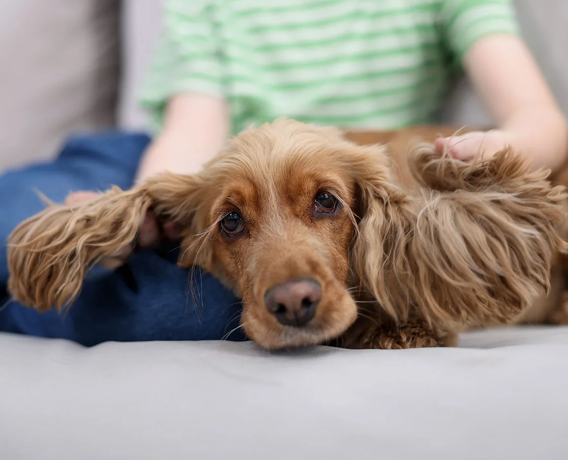 sad looking cocker spaniel on floor