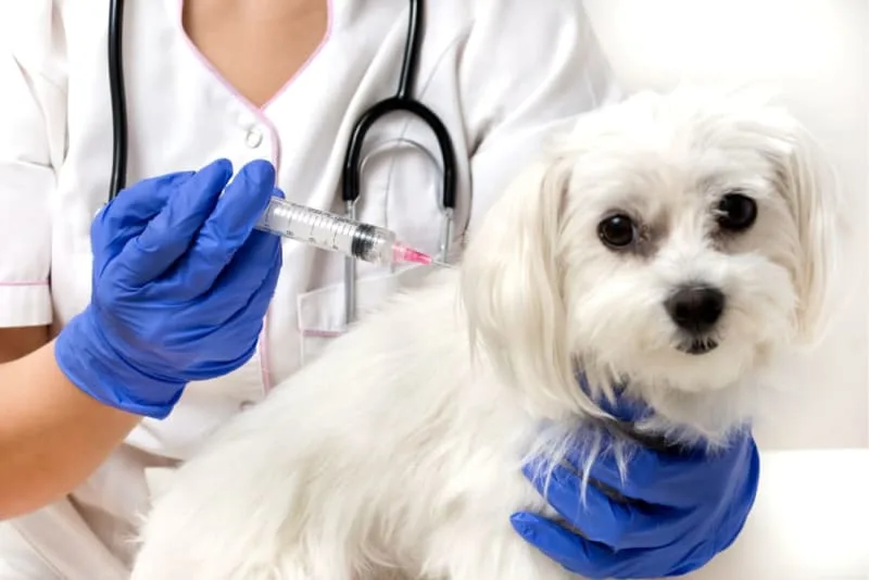 Should I get my dog vaccinated? Why & When To Do It