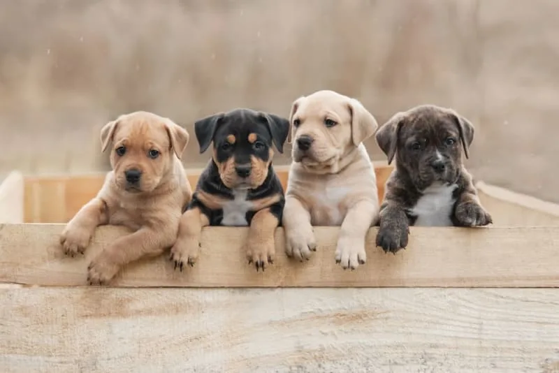 Teething Puppies: Tips & Tricks