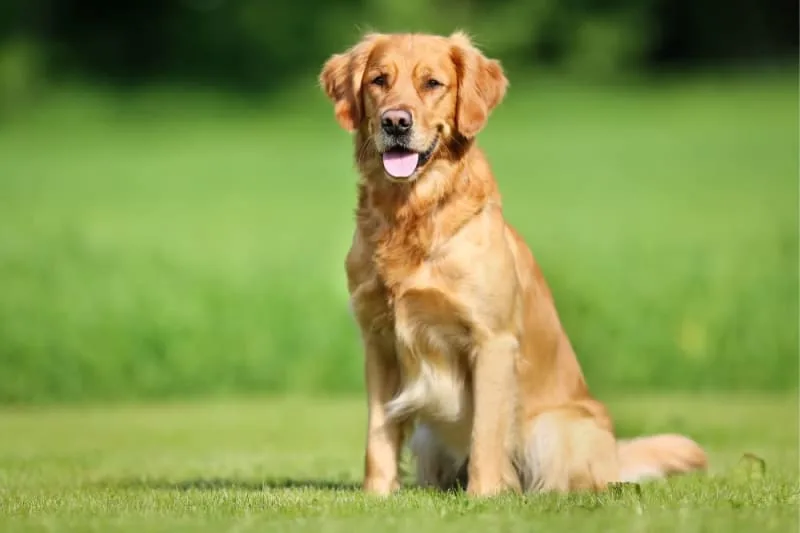 Symptoms of Pain or Discomfort in Dogs