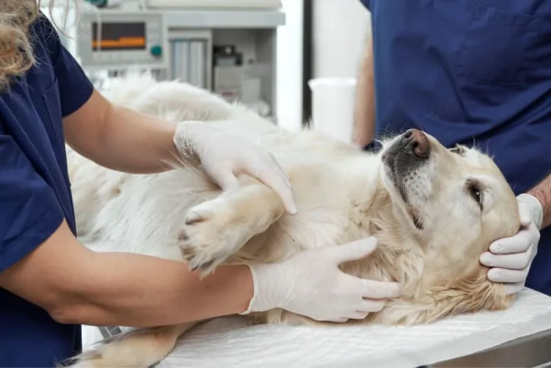 Anesthesia for Dogs