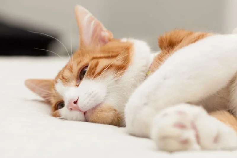 Common Cat Illnesses