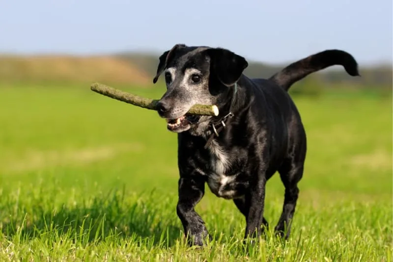 Kidney Failure in Dogs: Signs, Treatment & Recovery