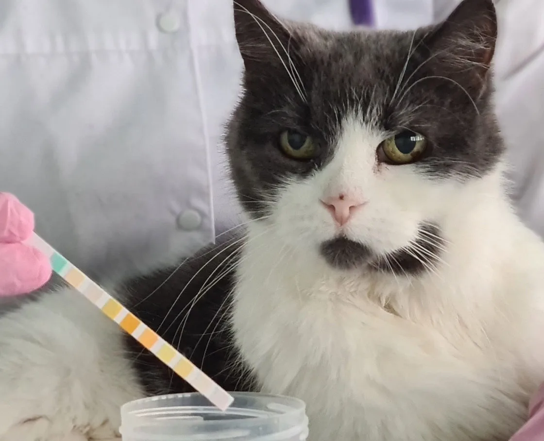 veterinary internal medicine tdoctor with cat and urine strip