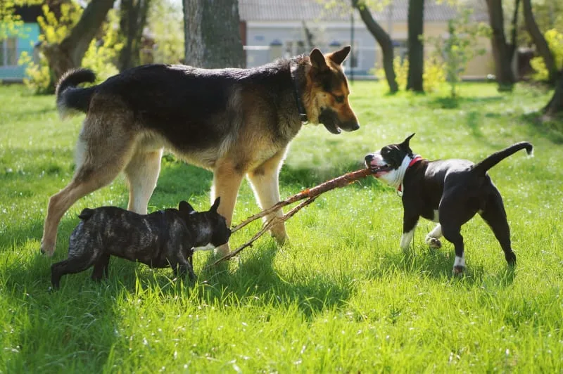 What is Bordetella in Dogs?