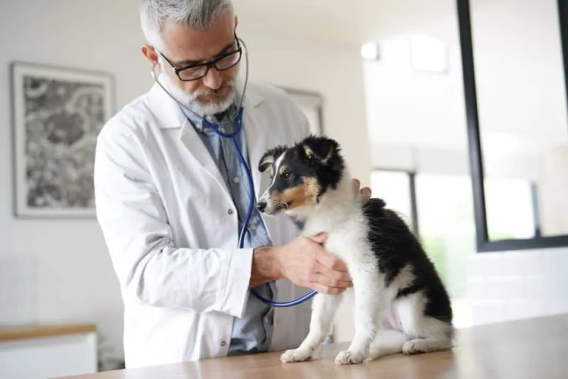 What is Whipworm in Dogs? Causes, Treatment & Prevention