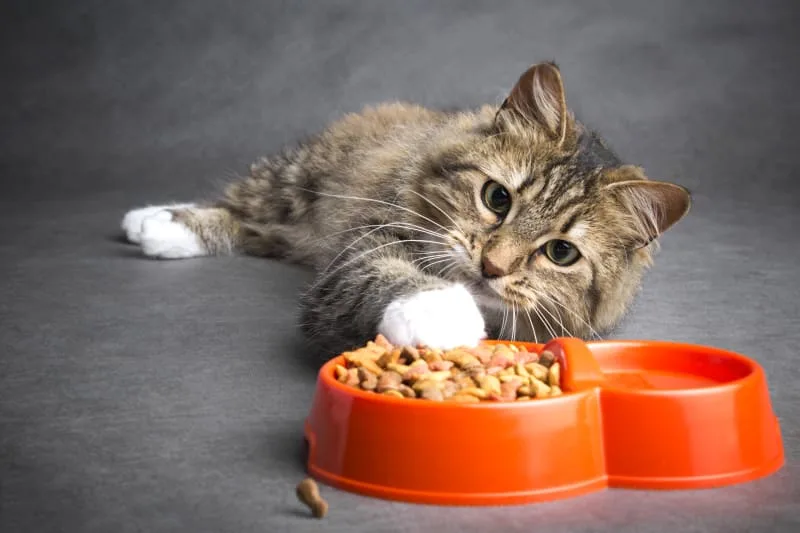 Why Won't My Cat Eat?