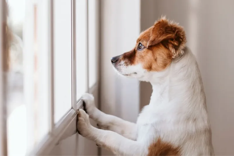 Leaving a Puppy Alone at Home for the First Time: How to Prepare