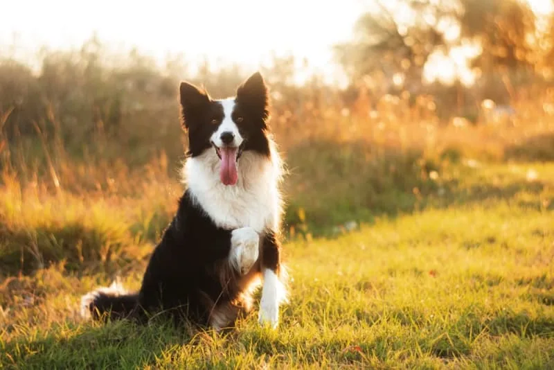 What is Whipworm in dogs? Causes, Treatment & Prevention
