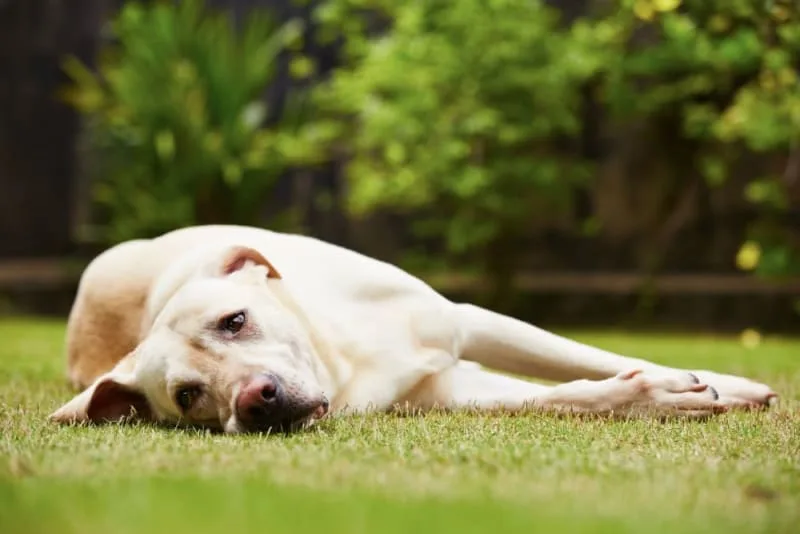 Constipation in Dogs