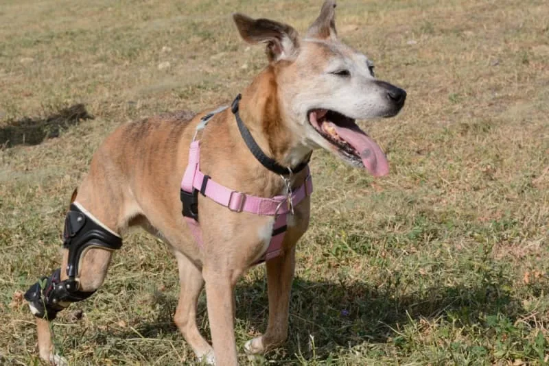 Symptoms of ACL Injuries in Dog & How They Are Treated
