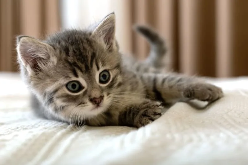 How to Take Care of a Kitten: Complete Guide