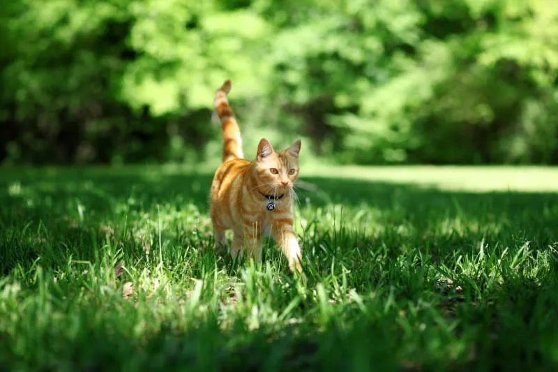 Should I Get My Cat Microchipped?