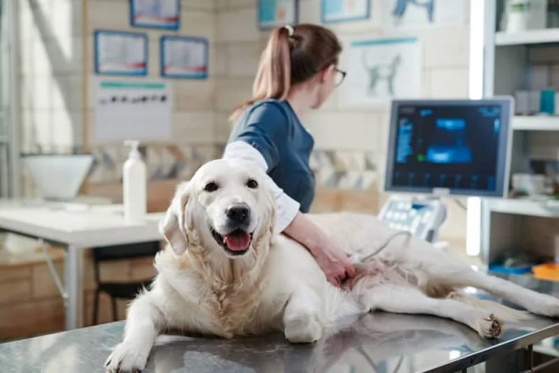 Ultrasound for Dogs & Cats: What Pet Owners Need to Know